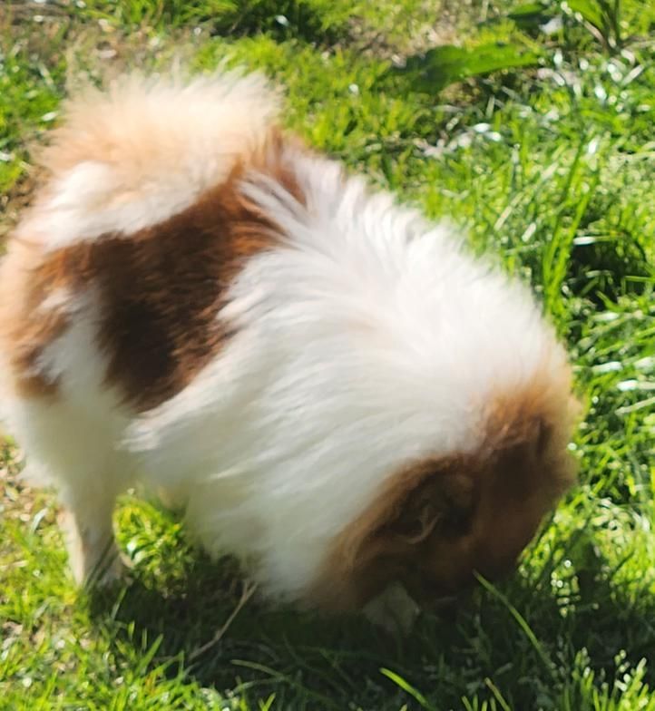 Small fluffy white-and-brown dog sniffing grass outdoors