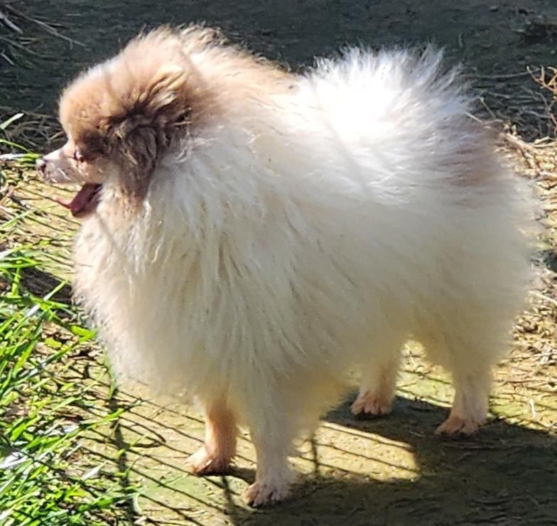 Small fluffy white-and-tan dog standing by water, tongue out, in sunlight.