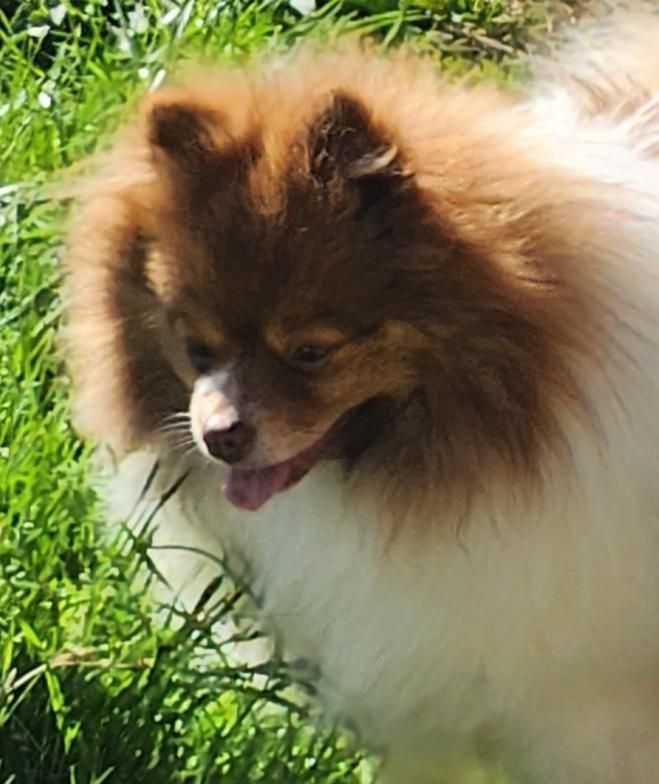 Small fluffy brown-and-white dog standing in grass, tongue out