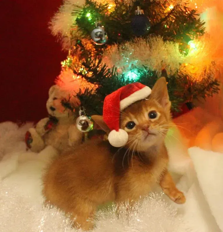 Orange kitten wearing a Santa hat beside a decorated Christmas tree and a small white dog