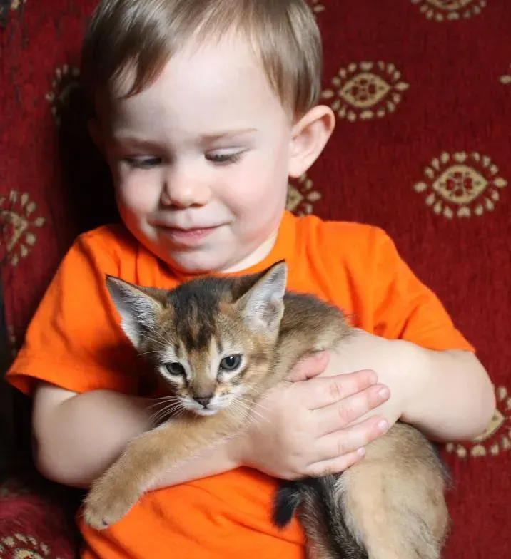 Child in orange shirt holding a small kitten against a red patterned background