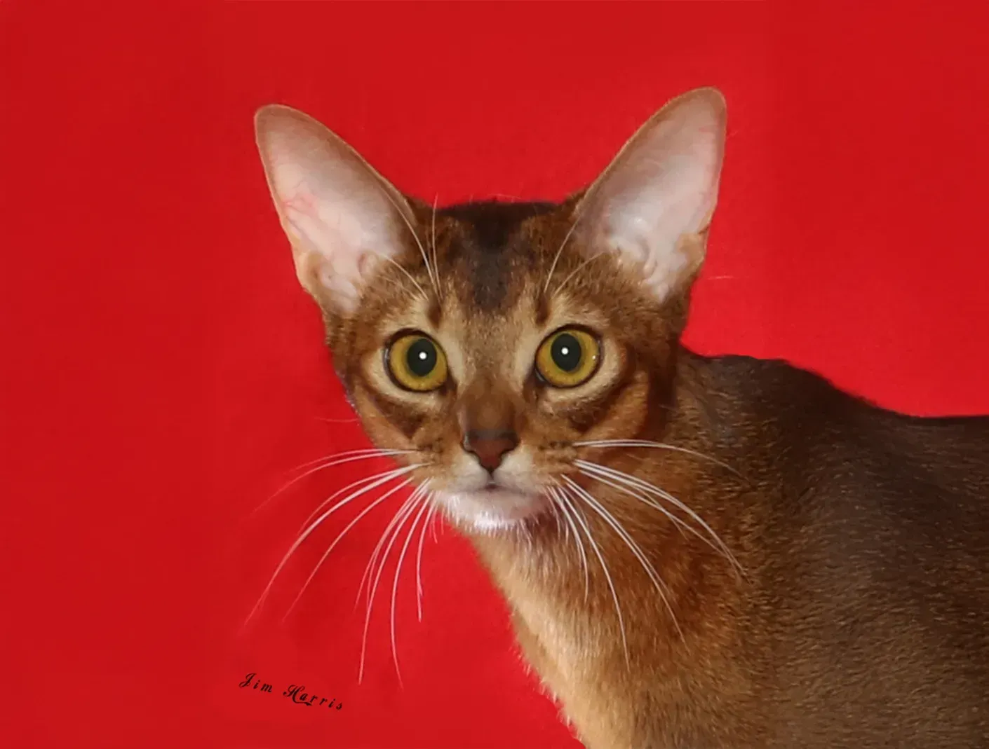 Brown cat with large ears and bright eyes against a vivid red background