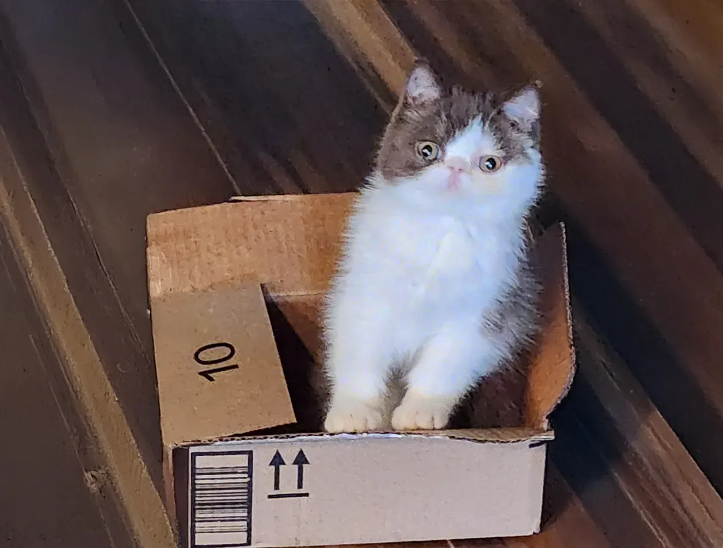 Fluffy kitten sitting in a small cardboard box on a wooden floor