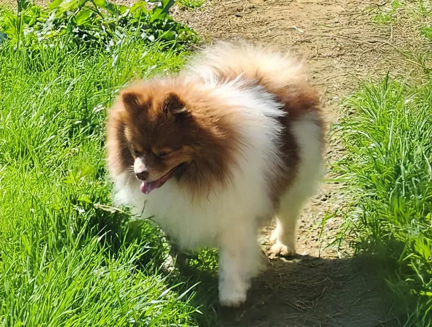 Fluffy brown-and-white dog walking on a sunny grassy path, tongue out