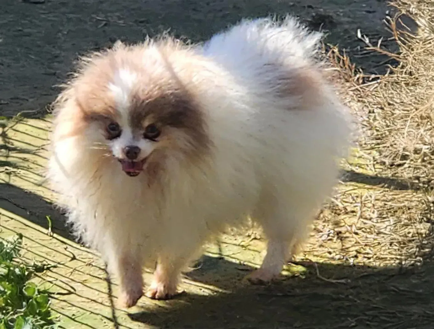 Fluffy white-and-tan Pomeranian standing outdoors on a wooden path, tongue out