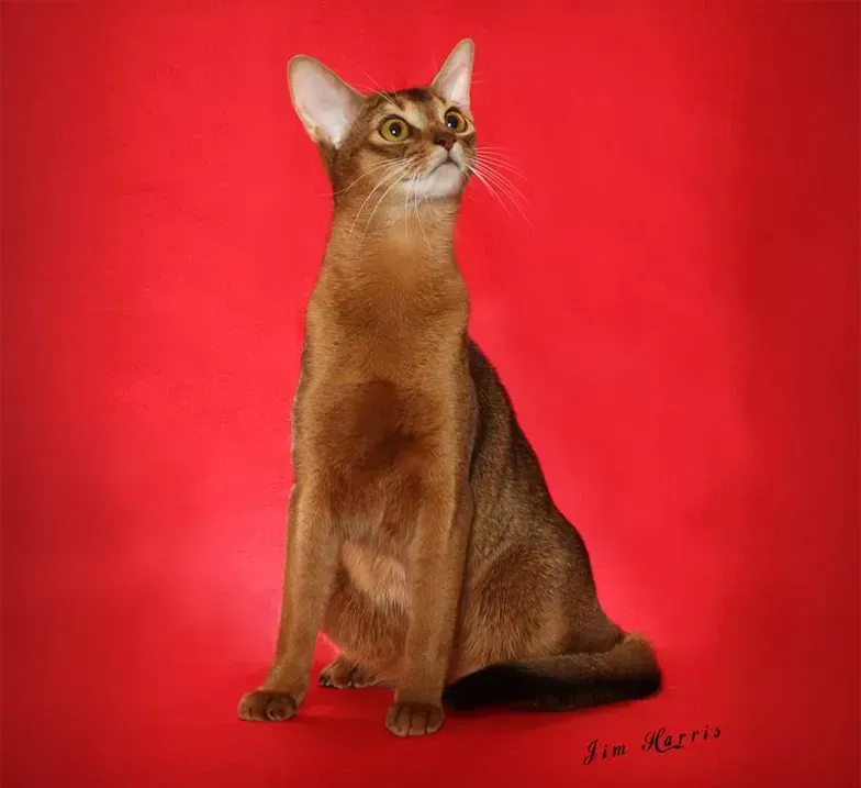 Sleek brown cat seated upright against a bright red backdrop, looking upward