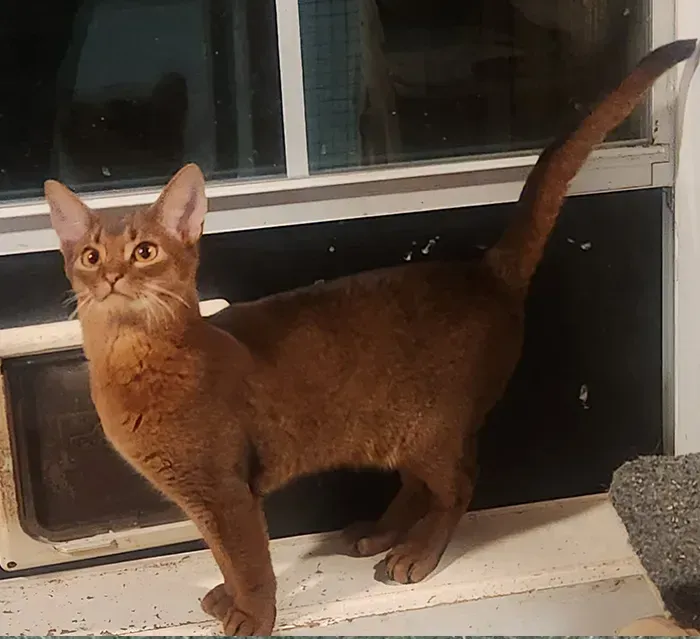 Brown cat standing on a windowsill with tail raised, looking to the side