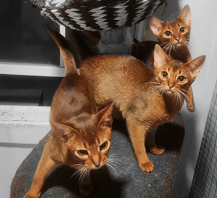 Three brown cats on a cat tree, peeking and standing close together indoors