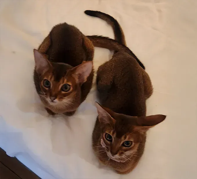 Two brown kittens sitting together on a white blanket, looking up with alert ears.