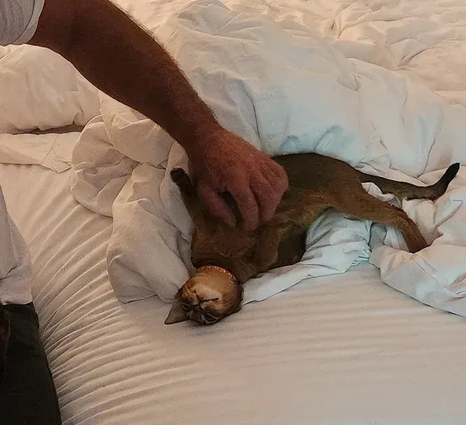 Small brown dog lying on a white bed while a hand pets its head