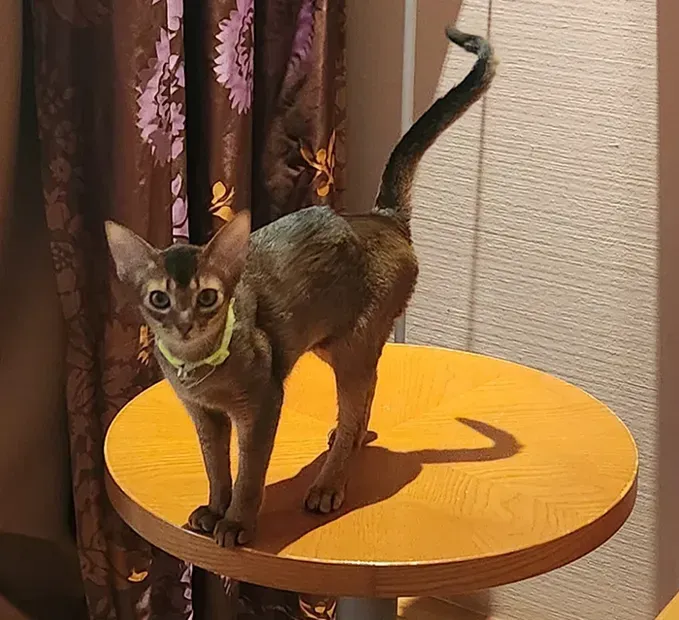 Slim brown cat standing alert on a round yellow table beside curtains, tail raised.