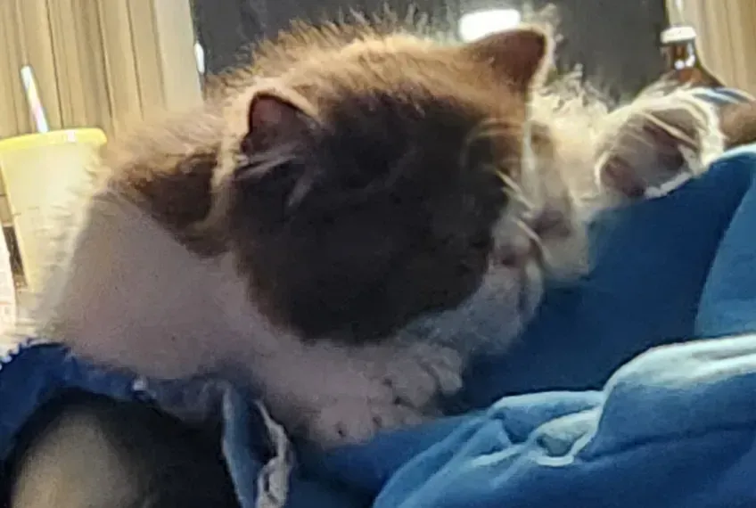 Fluffy black-and-white cat resting on a blue blanket near a window