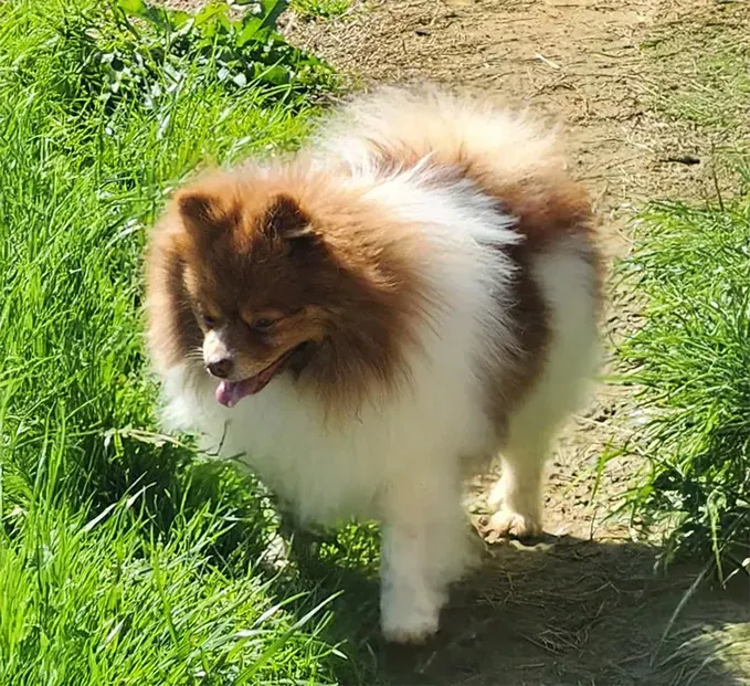 Fluffy brown-and-white dog walking on a sunlit grassy path with tongue out