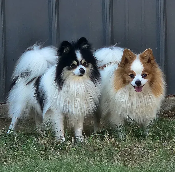Two fluffy Pomeranian dogs, one black-and-white and one tan-and-white, standing on grass before a dark door