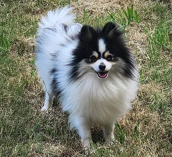 Small black, white, and tan fluffy dog standing on grass with its tongue out
