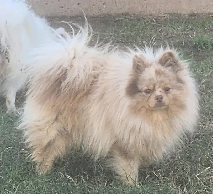 Fluffy cream-colored Pomeranian standing on grass, looking toward the camera.