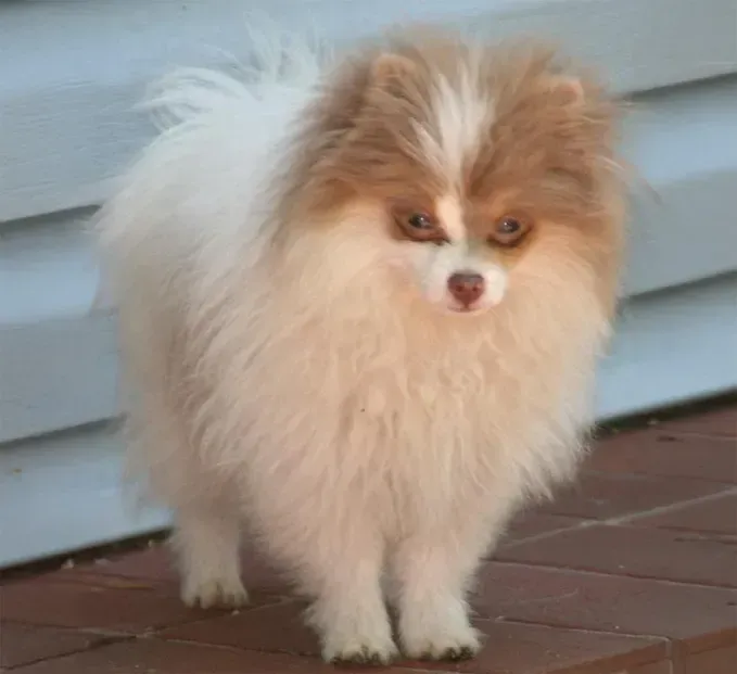 Small fluffy tan-and-white dog standing on a wooden deck near blue siding.