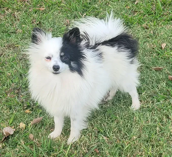 Small black-and-white fluffy dog standing on grass, facing the camera.