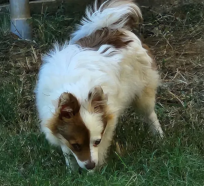 White and brown dog sniffing grass outdoors