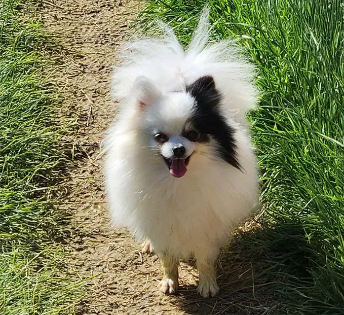 Small white fluffy dog with black face markings walking on a dirt path beside green grass.