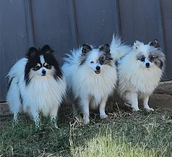 Three small fluffy dogs standing on grass in front of a wooden fence