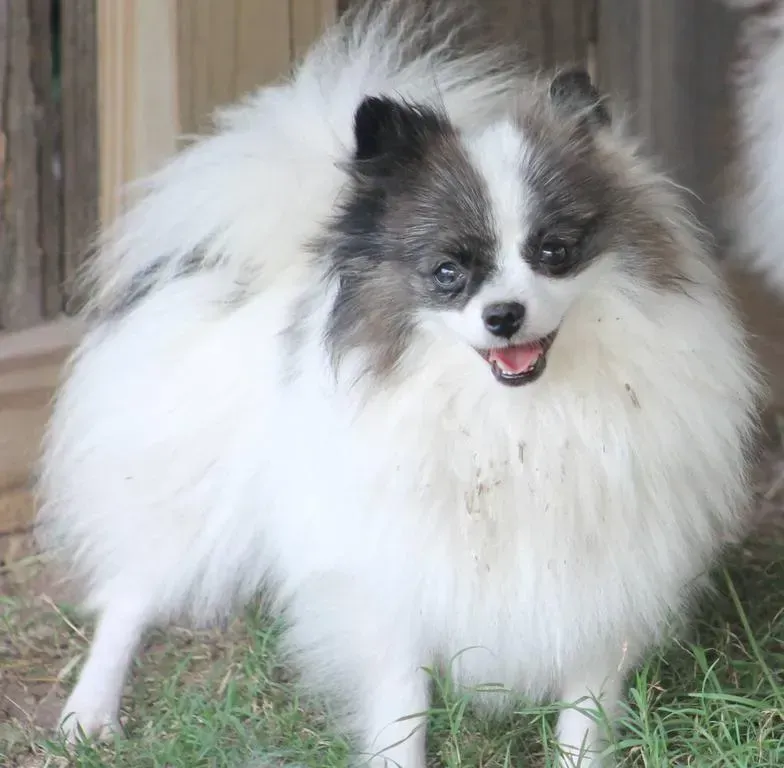 Fluffy white and gray Pomeranian standing on grass, looking at the camera with its tongue out