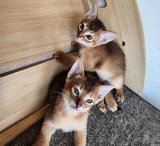 Two brown kitten siblings huddled by a wooden wall, looking up with wide eyes