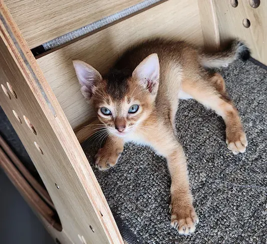 Small tan kitten with blue eyes lying on a gray carpet beside a wooden structure