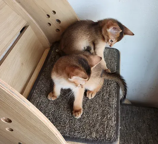 Two Shiba Inu puppies curled up napping on a carpeted cat tree near a wall