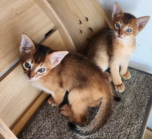 Two brown-and-cream kittens sitting on a carpeted step by a wooden wall