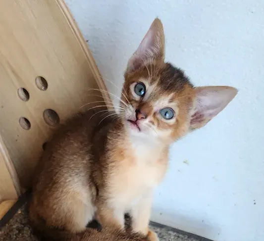 Brown kitten with blue eyes sitting beside a wooden panel, looking up at the camera.