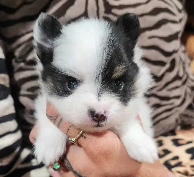 Tiny black-and-white puppy being held against a zebra-patterned blanket