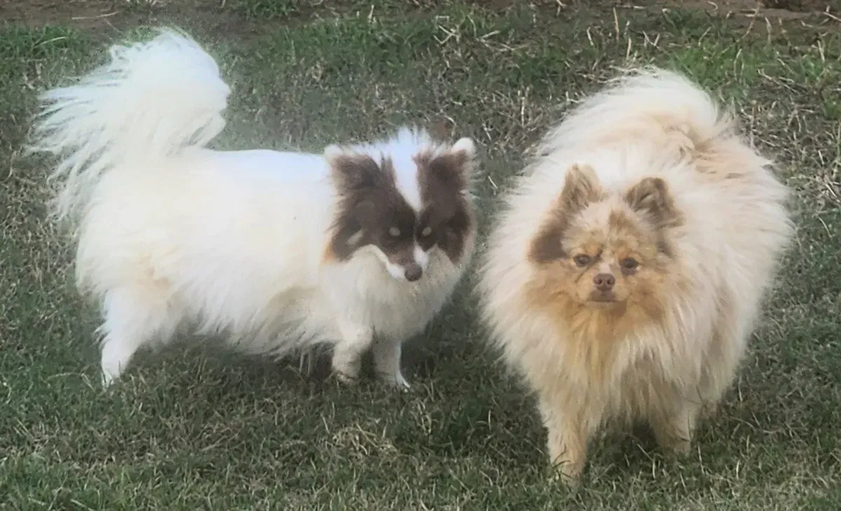 Two fluffy small dogs standing on grass, one white with black face, one tan and cream.
