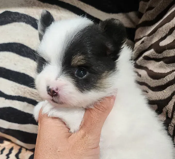 Tiny black-and-white puppy being gently held on a zebra-print blanket