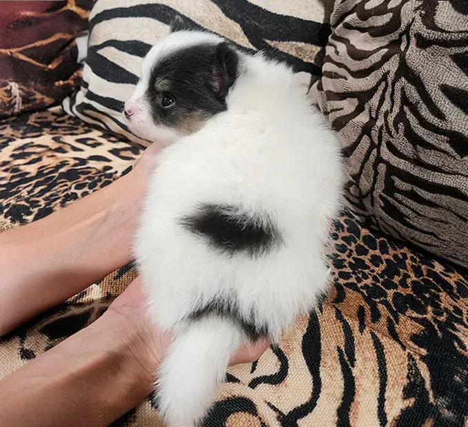 Tiny black-and-white puppy being held on a zebra-print blanket