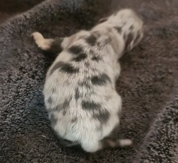 White puppy with black spots lying on a dark blanket, viewed from above