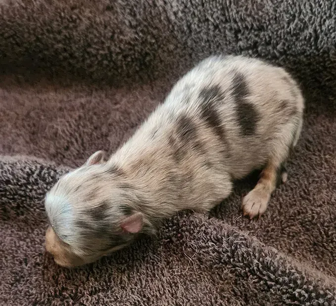 Newborn speckled puppy sniffing a brown blanket