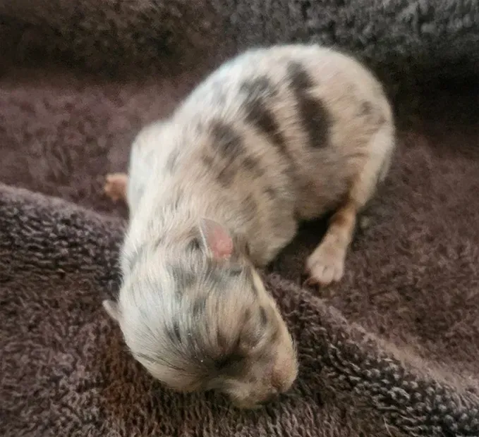 Newborn spotted puppy curled on a brown blanket