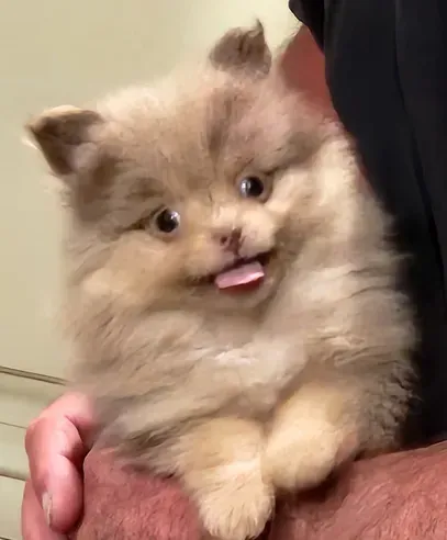 Fluffy cream puppy with tongue out, being held in someone’s arms