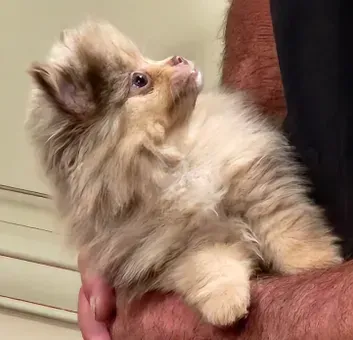 Fluffy tan puppy being held in someone’s arms, looking up