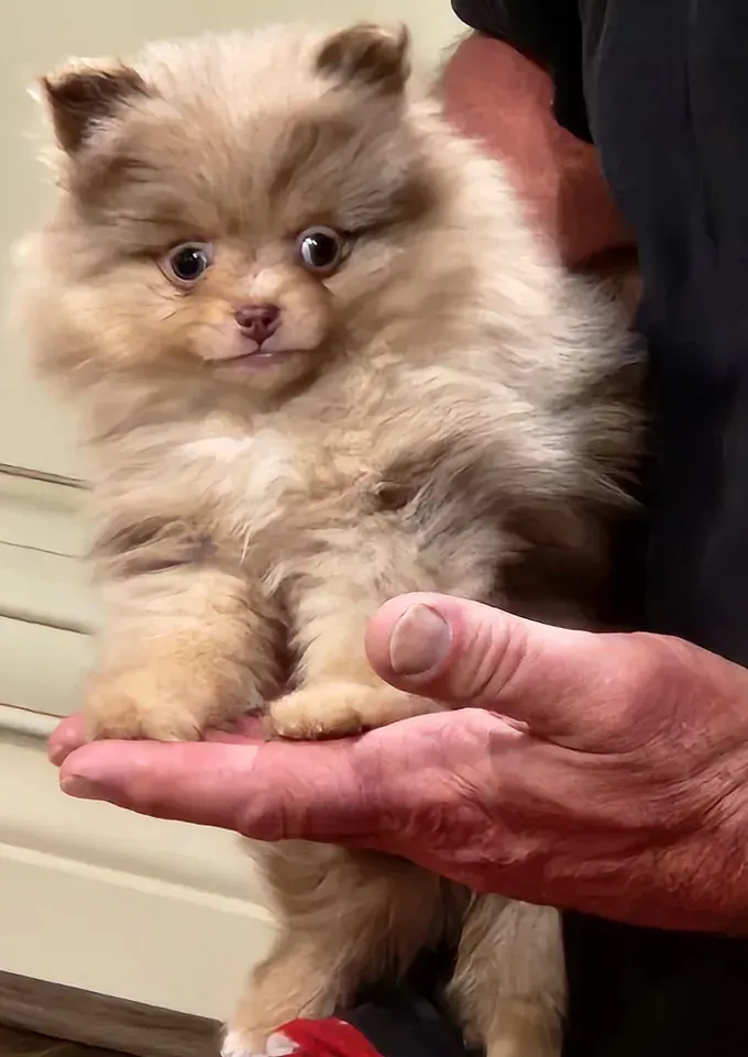 Tiny fluffy tan puppy being held on a person's hand, looking forward with wide eyes