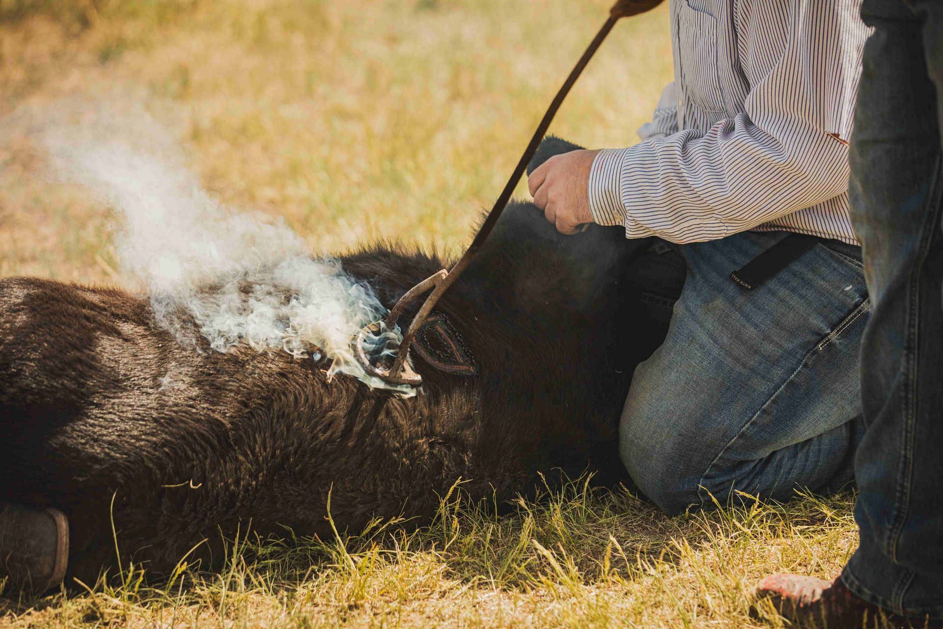 Person kneels beside a boar in dry grass, holding a long pole as smoke rises from the animal.