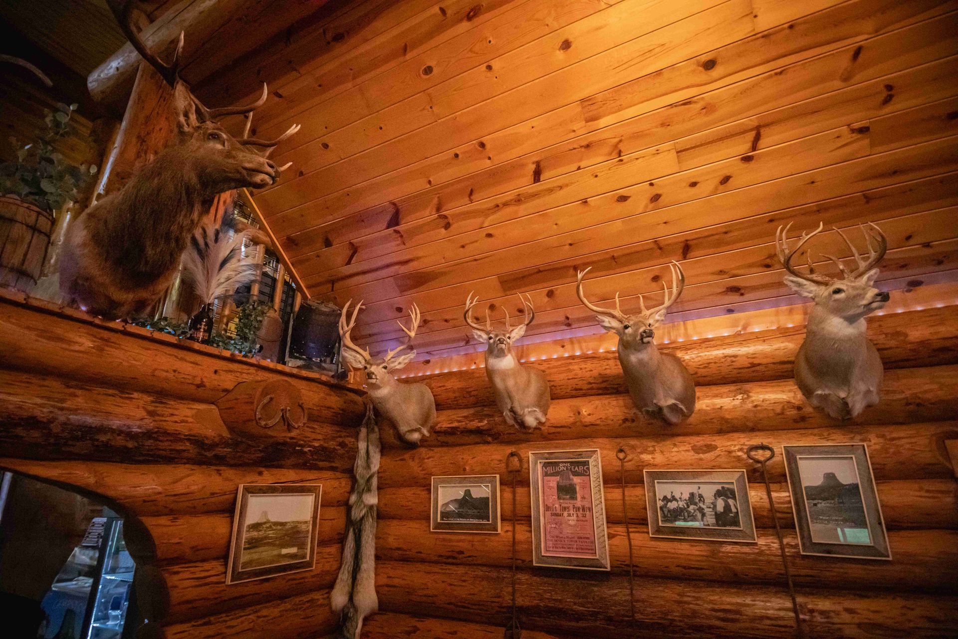 Log cabin wall with mounted deer heads, warm wood logs, and framed wildlife photos.