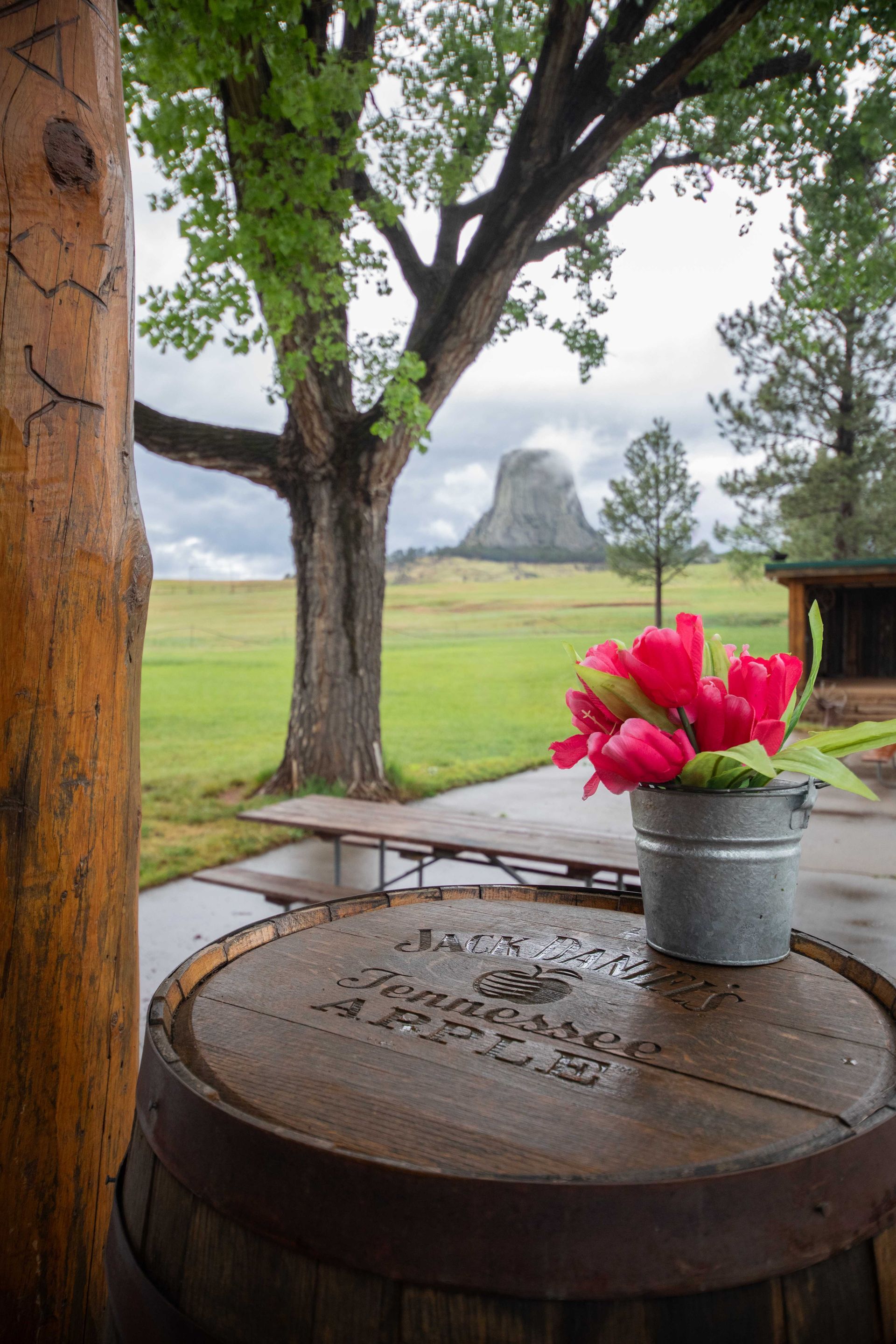 Pink flowers in a metal pot on a wooden table under a tree, with a field and cloudy mountain in the distance.