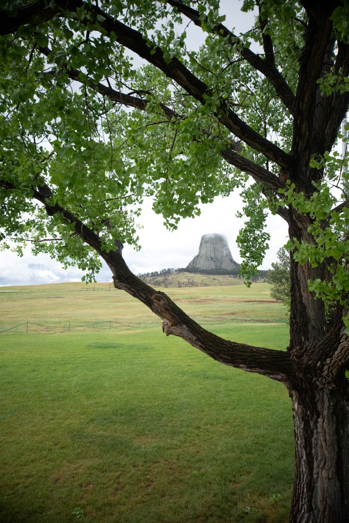 Tree framing a grassy field with a large rock formation in the distance under a cloudy sky