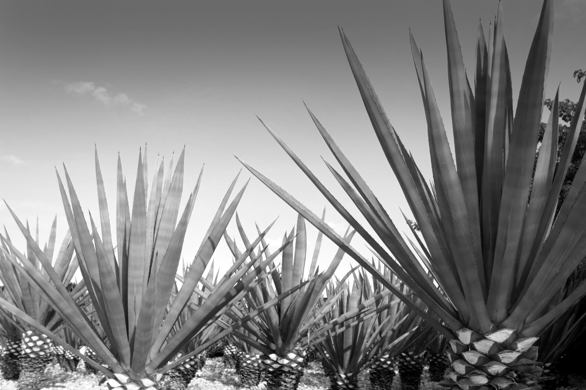 black and white image of agave plants