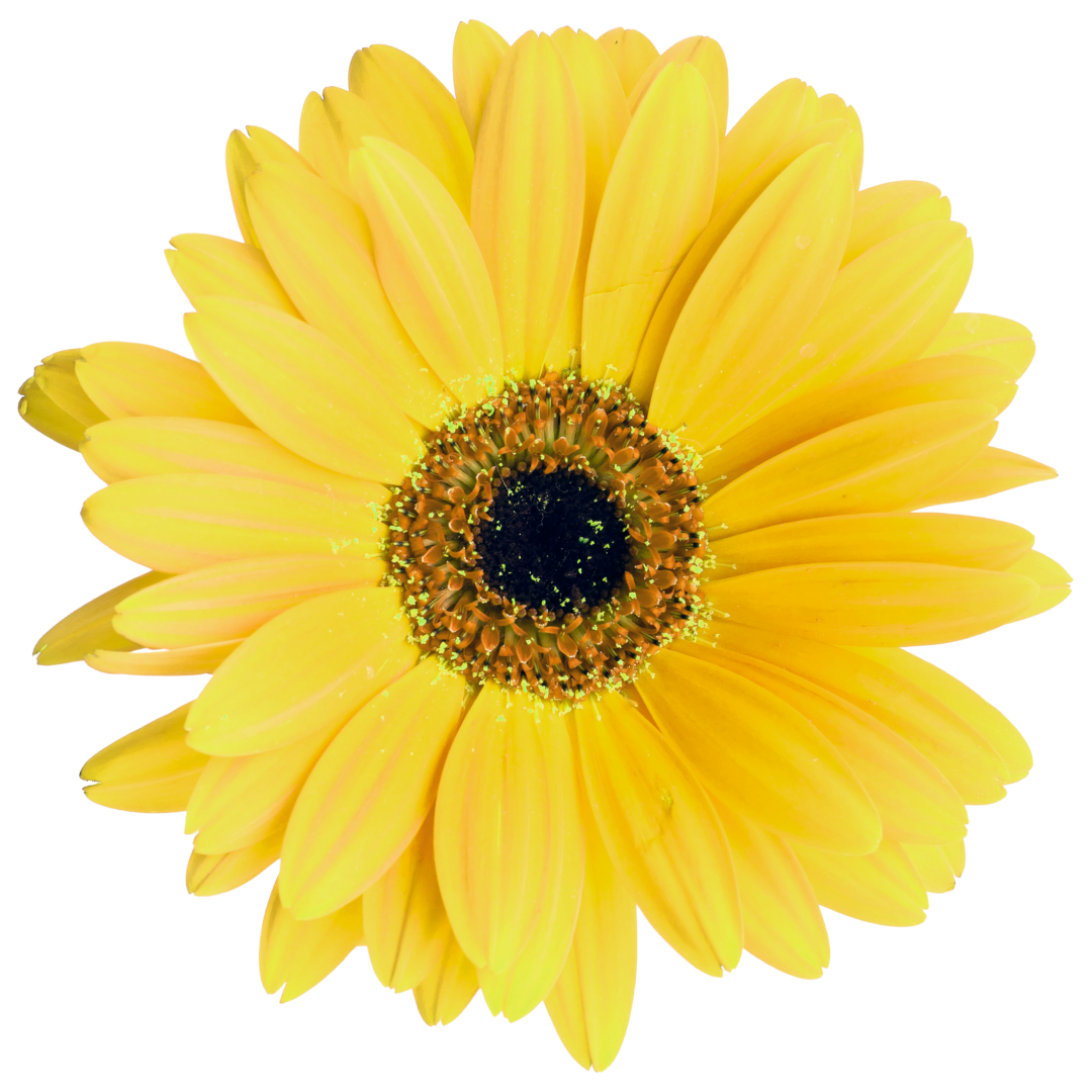 yellow daisy
