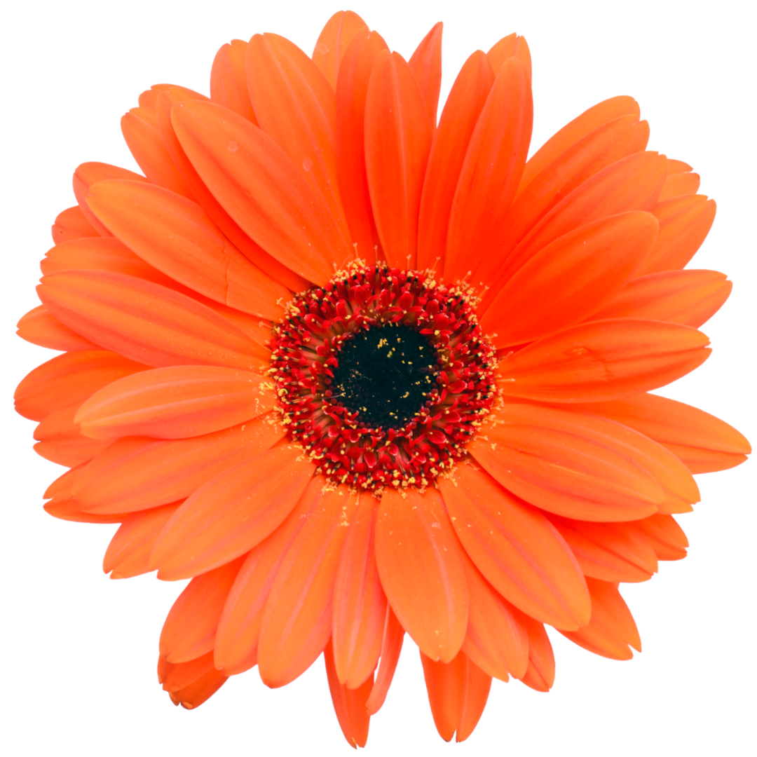 Daisy
