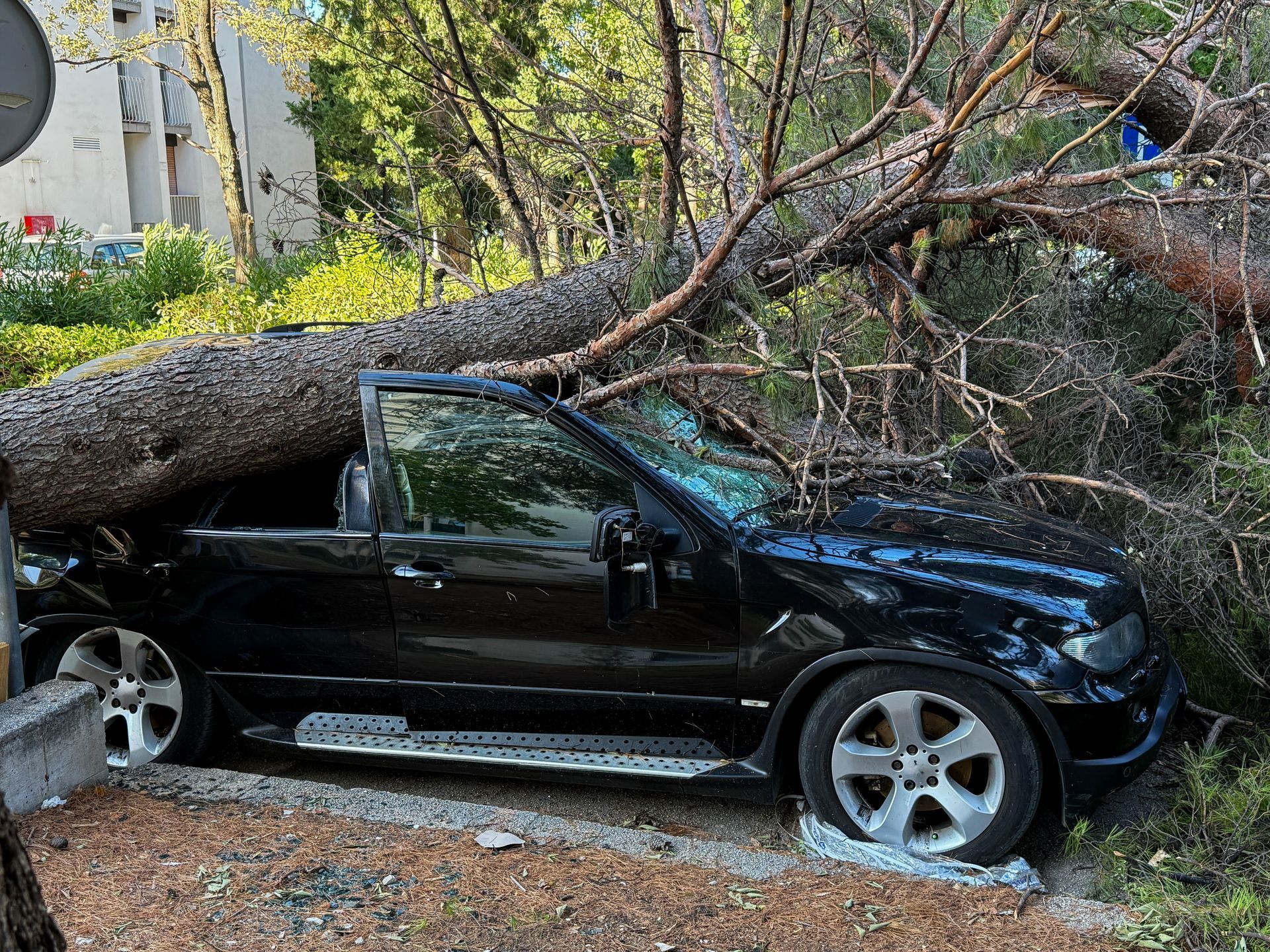 Black SUV crushed under a fallen tree in a yard, with branches covering the roof and hood.