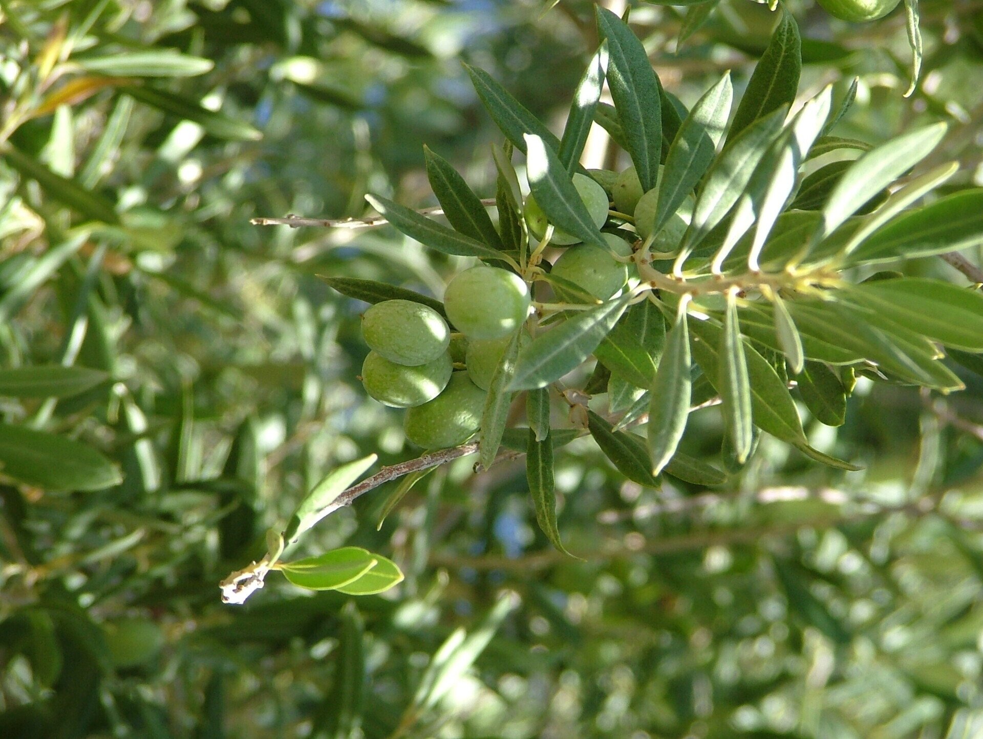 Olive Tree Care Surprise, AZ Snyder's Weed Control